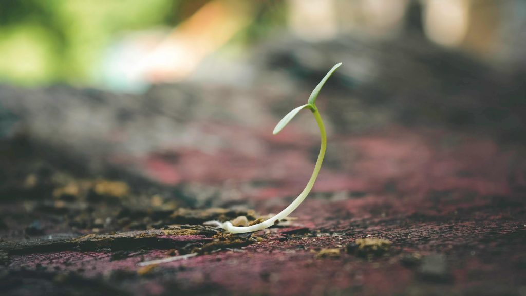 tiny sprouting plant just getting started